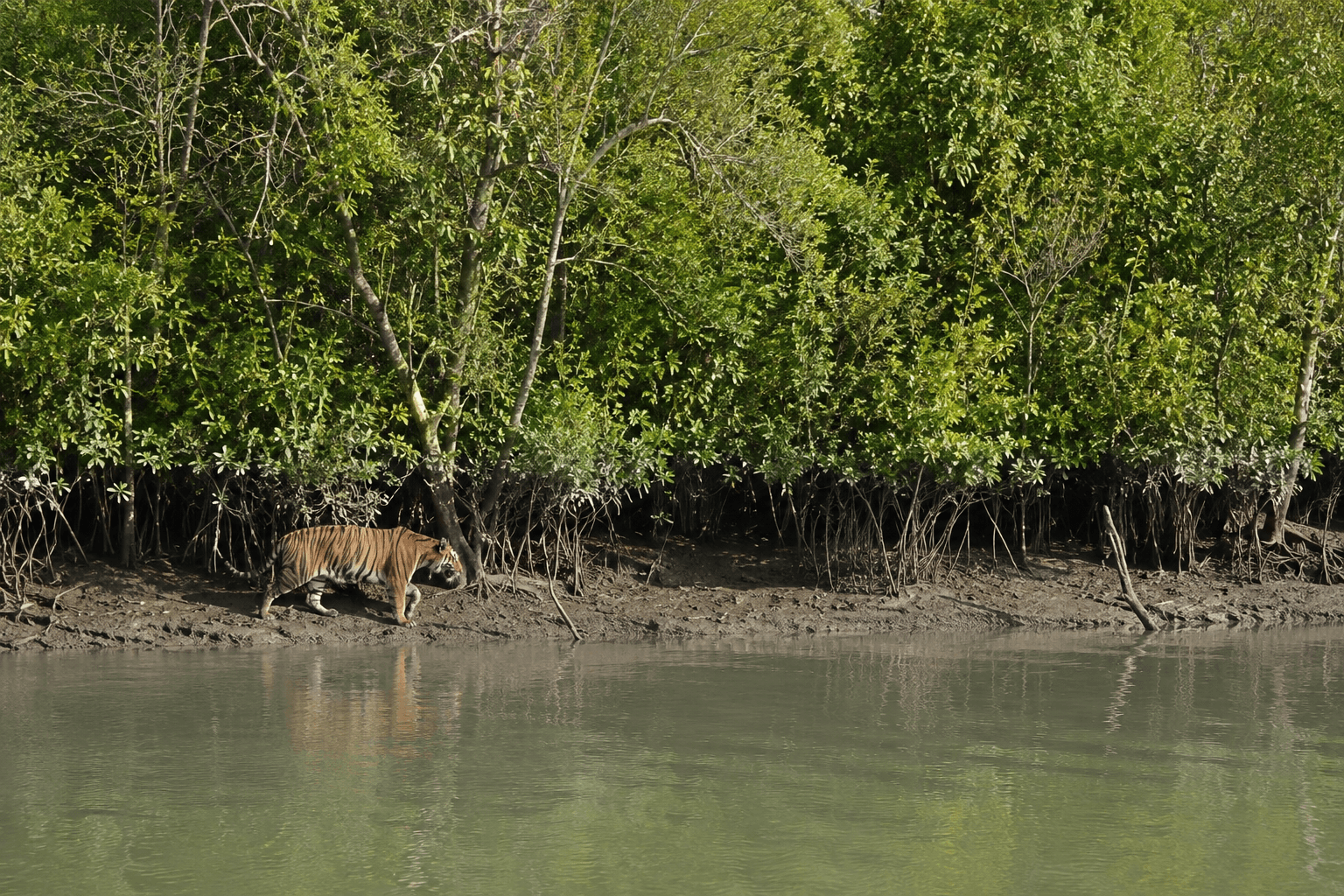 Sundarban